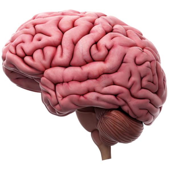Cómo funciona el cerebro de los adolescentes